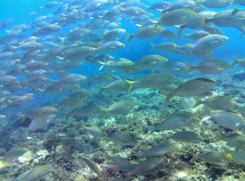 Snorkel en Tarifa - snorkel-tarifa-14.jpg