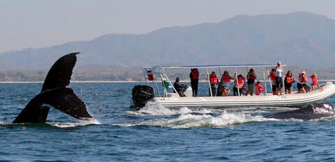 Avistamiento de Cetaceos en Tarifa - cetaceos2.jpg