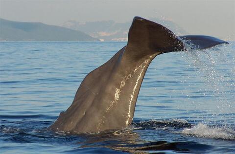 Avistamiento de Cetaceos en Tarifa - avistamentos-cetaceos1.jpg